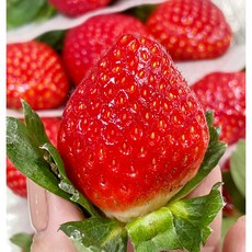 [고품질 선별과일]고당도 설향 딸기 단단하고 맛있는 생과일, 1개, 설향딸기 1kg