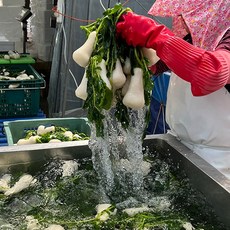 [사계식탁] 국산 고랭지 절임알타리 알타리무 초롱무 총각무, 1개, 10kg 익일발송