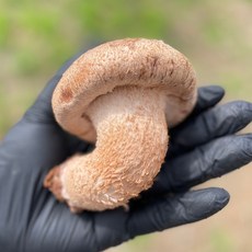 [설이네 송향버섯] 송화 송향 버섯 6시내고향 방영 (100% 국산 참나무 배지사용) 500g 기본형, 고급형 1kg