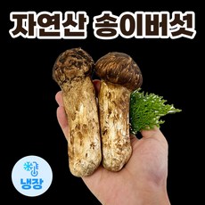 자연산 송이버섯 냉장 특등급 고급 선물세트, 특품 1kg (황금보자기 선물박스포장)